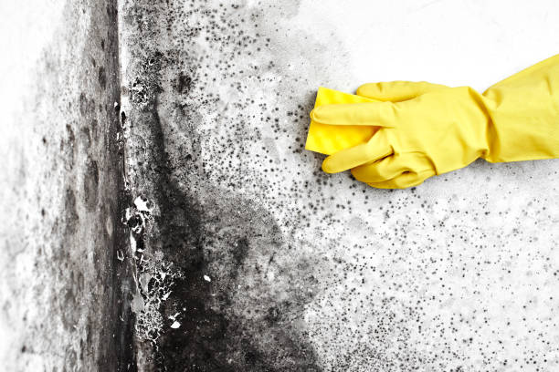 Mold Testing and Removal in Cherry Hills Village, CO