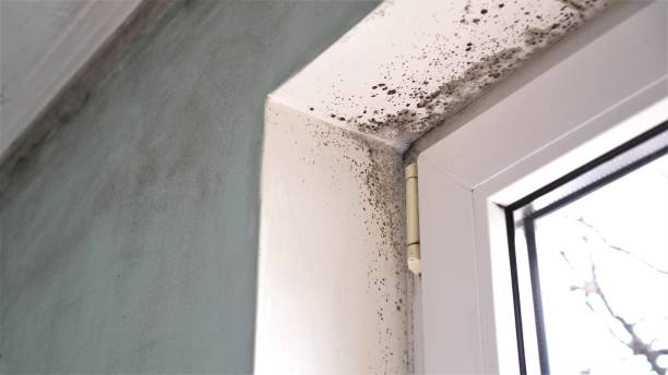 Office Mold Removal Services in Cherry Hills Village, CO